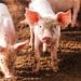 AGRICULTURE ET ÉLEVAGE : Les ambitions agripreneuriales de Hugues Rakotomanana