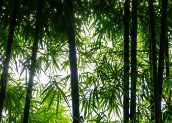 ENVIRONNEMENT – Le bambou : une alternative crédible au charbon de bois
