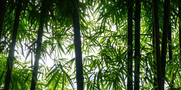 ENVIRONNEMENT – Le bambou : une alternative crédible au charbon de bois