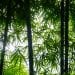 ENVIRONNEMENT – Le bambou : une alternative crédible au charbon de bois