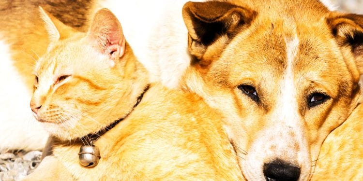 ANIMAUX DE COMPAGNIE : Choisir entre chiens et chats