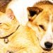 ANIMAUX DE COMPAGNIE : Choisir entre chiens et chats