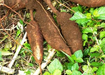 ÉNERGIE : Du manioc en combustible