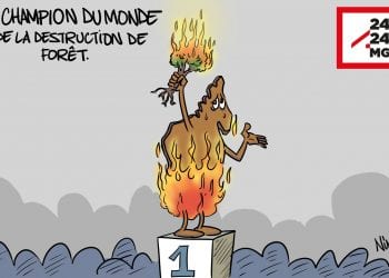 DESTRUCTION DES FORÊTS : 510.000 hectares en 2017