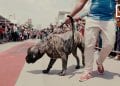 PET’S DAY BY AGRIVET