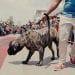 PET&rsquo;S DAY BY AGRIVET