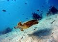 INSTITUT HALIEUTIQUE DES SCIENCES MARINES : Vingt-cinq ans au service de la vie sous-marine malgache