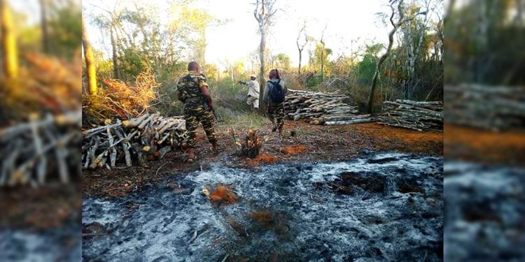 ENVIRONNEMENT : Douze hectares de forêt dans le parc national Mikea parties en fumée
