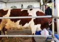 AGROALIMENTAIRE – Le marché local du lait reste peu exploité