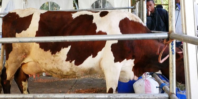 AGROALIMENTAIRE – Le marché local du lait reste peu exploité