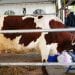 AGROALIMENTAIRE – Le marché local du lait reste peu exploité