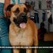 IMPORTATION DE CHIENS