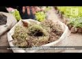 JARDINAGE : CHOISIR LE BON ENGRAIS