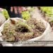 JARDINAGE : CHOISIR LE BON ENGRAIS