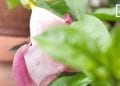 JARDIN: LA ROSE ET L’ALLAMANDA À LA LOUPE