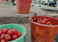 AGRICULTURE ET COMMERCE – Amertume chez les paysans-vendeurs de fraise