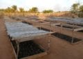 ENVIRONNEMENT – Des arbres utiles pour reboiser dans l’Androy