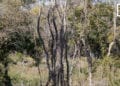 FILIERE BOIS – Les exploitants de bois en rupture de stock et au bout du rouleau