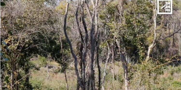 FILIERE BOIS – Les exploitants de bois en rupture de stock et au bout du rouleau