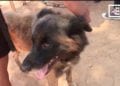SANTE PUBLIQUE – Une campagne d&rsquo;abattage de chiens errants à Ambatondrazaka ce vendredi dans le cadre de la lutte contre la rage