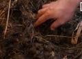 BIOLOGIE : Les vers de terre, le meilleur fertilisant du sol