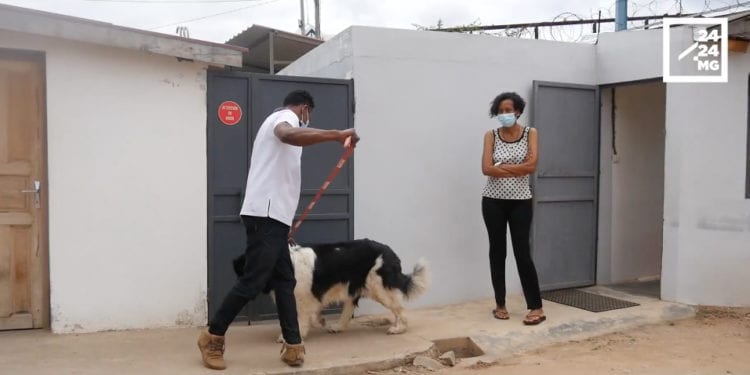 TRANQUILLITE PUBLIQUE : Comment faire pour que l’aboiement du chien ne dérange pas le voisinage ?
