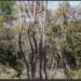 ENVIRONNEMENT ET FORET – La coupe et l&rsquo;exportation des bois ordinaires restent interdits, la vente locale du bois et l&rsquo;exportation de produits finis autorisées