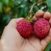 COMMERCE : Des litchis de bonne qualité pour une campagne encore incertaine