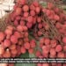 COMMERCE – Démarrage timide de la saison des litchis dans la capitale