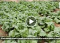 SECHERESSE – Des récoltes dans le Sud grâce au système goutte à goutte