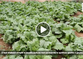 SECHERESSE – Des récoltes dans le Sud grâce au système goutte à goutte