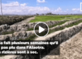 AGRICULTURE – Les rizières de la Sahamaloto dans l&rsquo;Alaotra à sec, les paysans réclament des pluies