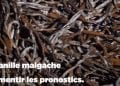 COMMERCE – Le volume de la vanille exportée en hausse, les recettes en légère baisse