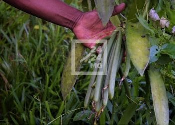 COMMERCE – 75.000 ariary pour un kilo de vanille verte de bonne qualité dans les régions de Diana et de Sofia