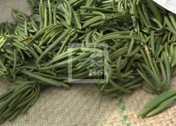VANILLE – Le kilo de la vanille verte autour de 45 000 ariary à Ambanja