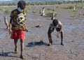 ENVIRONNEMENT – Le concours de photo, « mangrove photography awards », clôturé le 17 Juillet
