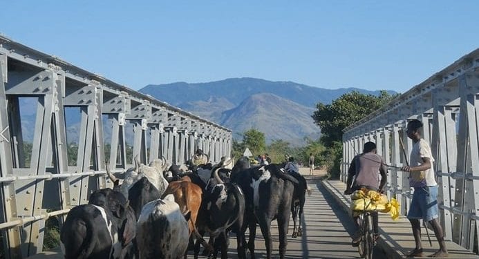 ELEVAGE – 50.000 zébus à doter de boucle électronique infalsifiable dans quatre régions du Sud de Madagascar pour démarrer le programme de réforme du système d&rsquo;identification et de traçabilité des bovidés