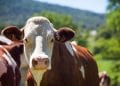 ELEVAGE – Une coopérative française retenue pour la fourniture de 165 vaches laitières normandes et montbéliardes à Madagascar