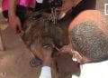 LUTTE CONTRE LA RAGE – Madagascar recense 20.000 hospitalisations par an pour morsures de chiens
