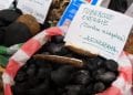 SOLUTIONS – A la découverte de charbon pas de bois