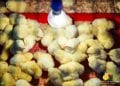 ELEVAGE – Andry Rajoelina prône le développement de l’aviculture pour améliorer la consommation de protéine à Madagascar