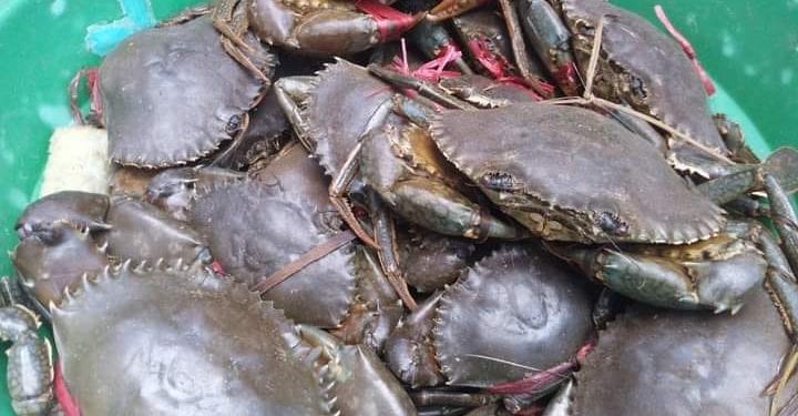 PÊCHE – La société civile dénonce toute velléité d’abrogation de la récente décision ministérielle portant attribution de quotas d’exportation de crabes de mangroves pour 2022