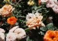 JARDINAGE – A la saison des pluies, plantons des arbres, cultivons des fleurs