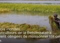 RIZICULTURE – Les soucis des paysans face à la montée des eaux.