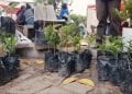 ARBORICULTURE – De mini-arbres fruitiers pour avoir des fruits presque pendant toute l’année