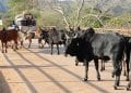 EPIZOOTIE – Le ministère de l’Agriculture et de l’élevage met en garde contre une maladie diarrhéique bovine inconnue qui atteint 15 régions de la Grande île