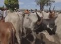 EPIZOOTIE – La maladie diarrhéique bovine qui menace la Grande île en onze questions