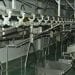 ELEVAGE – Un abattoir pour petits ruminants capable de traiter 1.000 têtes par jour à Ambanitsena