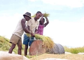 INFLATION – Le ministre en charge du Commerce dit refuser tout plafonnement du prix du riz local, il espère une baisse de ce prix avec l&rsquo;arrivée de la période des moissons