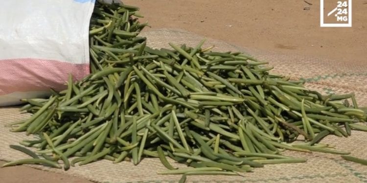 AGRICULTURE ET COMMERCE – Les planteurs de vanille ont les genoux à terre